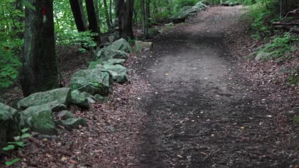 Camino a través del bosque verde — Vídeo de stock