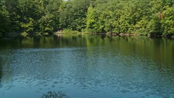 Lake surrounded by greenery — Stock Video