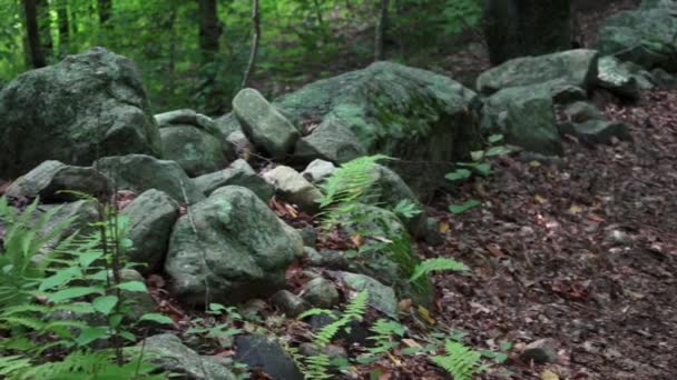 Straße durch grünen Wald — Stockvideo