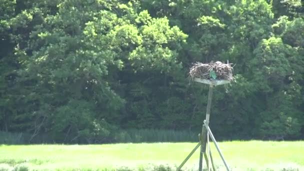 Bird landing in nest — Stock Video
