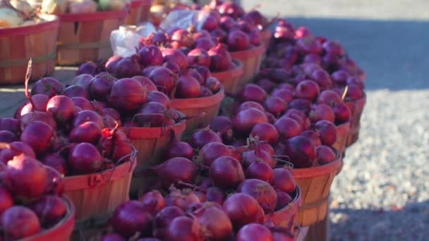 Bushels of red onions — Stock Video