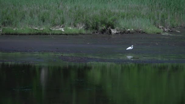 Heron walking in marsh — Stock Video