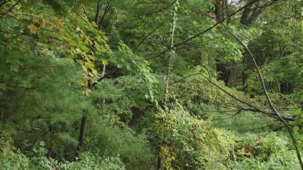 Camino a través de los bosques — Vídeos de Stock