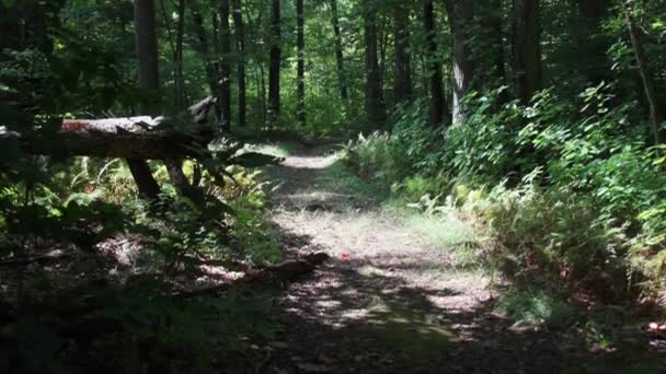 Route à travers la forêt verte 