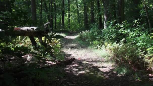 Camino a través del bosque verde — Vídeo de stock