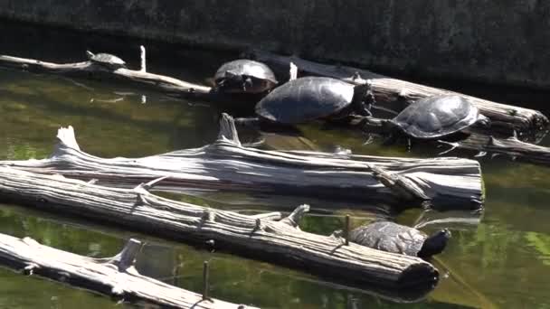 Tortues reposant sur des billes dans l'eau — Video