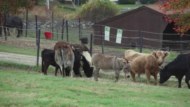 Пасутся стада скота — стоковое видео