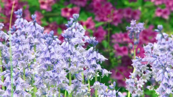 Kleurrijke, stralende bloemen (2 van 4) — Stockvideo