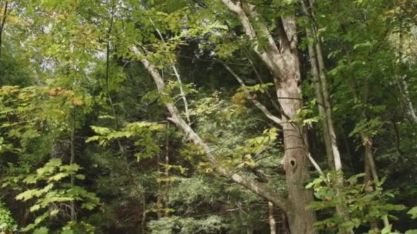 Itinerario attraverso la foresta — Video Stock