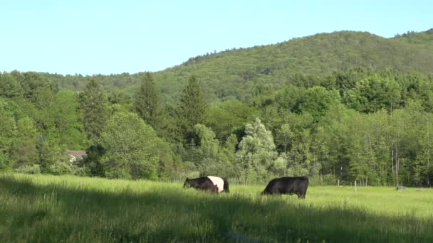 Стадо корів у сільській місцевості (4 з 6 ) — стокове відео