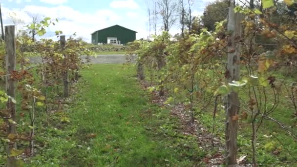 Viticulture fraîche — Video