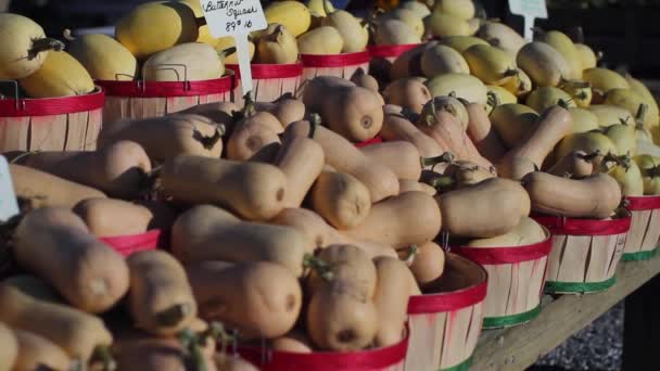 Butternut and spaghetti squash (2 of 2) — Stock Video