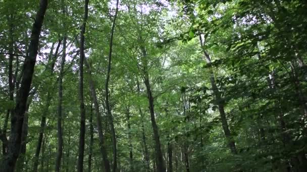 Дорога через зеленый лес — стоковое видео