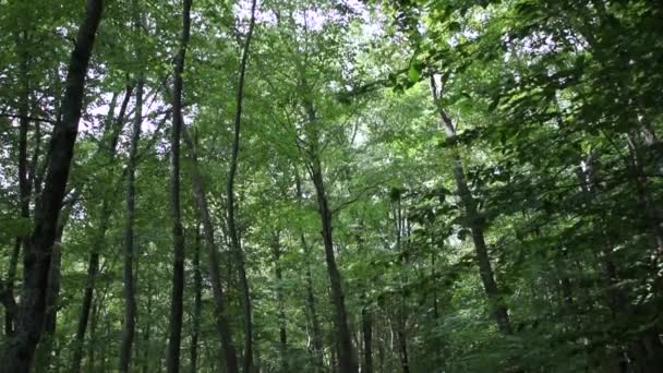 Weg door groene bossen — Stockvideo