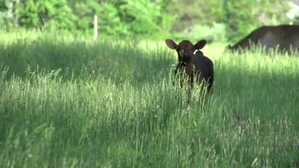 Koeien grazen in een groot veld (5 van 5) — Stockvideo