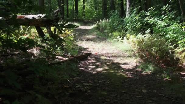 Camino a través del bosque verde — Vídeo de stock