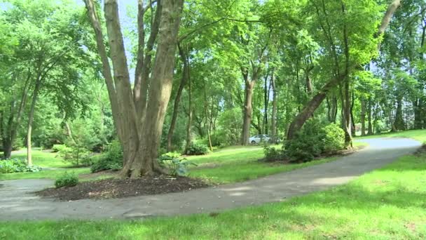 Tree-lined pathway — Stock Video