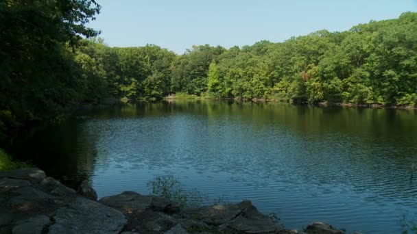 Lake surrounded by greenery — Stockvideo