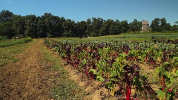 Stagione di vendemmia (2 di 4 ) — Video Stock