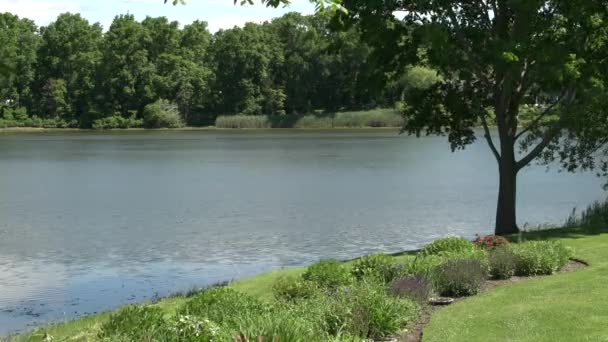 Ruhiger Fluss mit grünen Bäumen an Land — Stockvideo