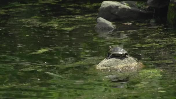 Tortuga sentada sobre una roca (1 de 2 ) — Vídeos de Stock