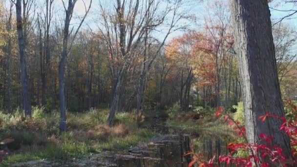 Malé podzimní rybník — Stock video