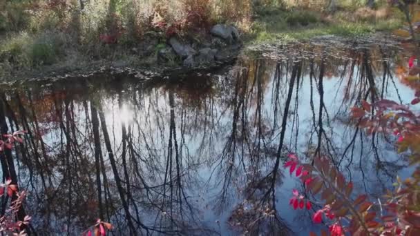 Small autumn pond — Stock Video