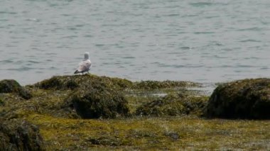 Waterfront (9 9 zevk)