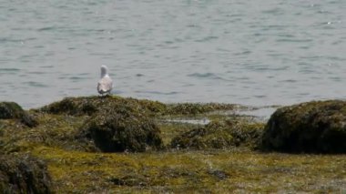 Linden sahilde (6 9 kez bakıldı)