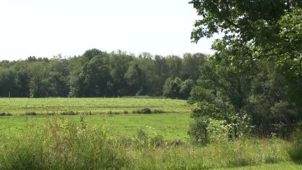 Olhando para o campo (4 de 4) ) — Vídeo de Stock