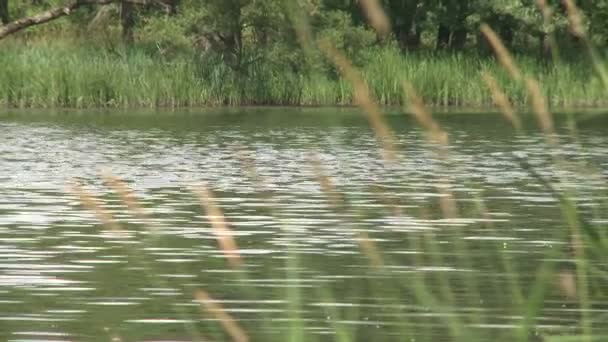 Mirando al otro lado del río a través de la hierba (1 de 3 ) — Vídeo de stock