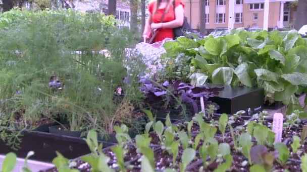 Shopper walking av färska vegetabiliska utställda på en utomhusmarknad (2 av 2) — Stockvideo