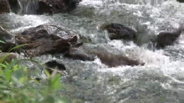 Un piccolo torrente in un parco — Video Stock