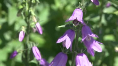 Mor çiçekler (1 / 2)