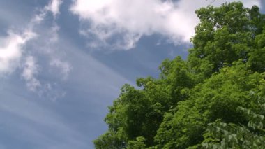 Ağaçların mavi gökyüzü ve beyaz kabarık bulutlar (2 / 2 arıyorsunuz)