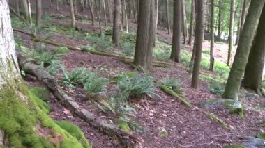 Orman ağaçları üzerinde hafif yükseltme (3 / 3)