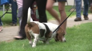 Köpek adil bir kasaba, bir leash üzerinde (1 / 2)