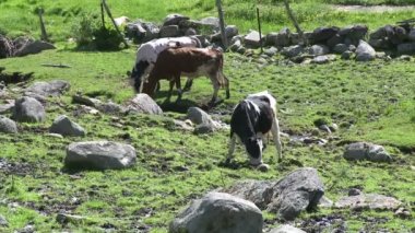 İnekler otlatma kayalık mera (1 / 4)