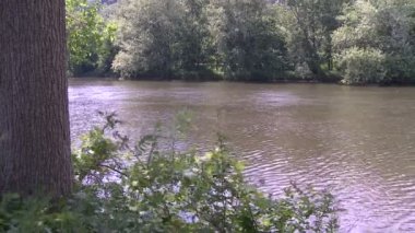 Bir ağaç nehirden bir banka diğerine seyir