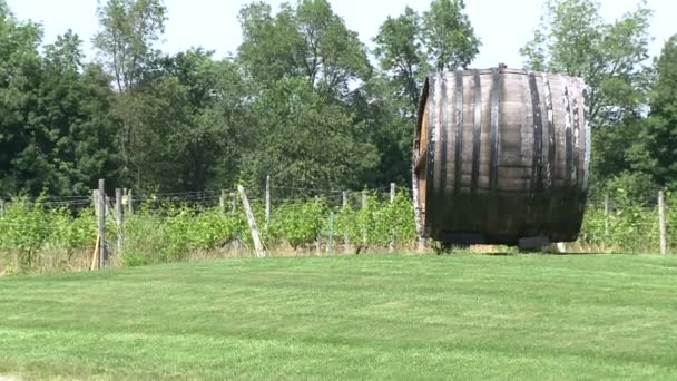 Baril de vin dans un petit vignoble — Video