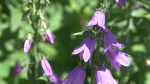 Фиолетовые цветы (1 из 2) ) — стоковое видео