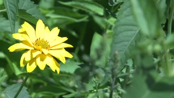 Желтые цветы — стоковое видео