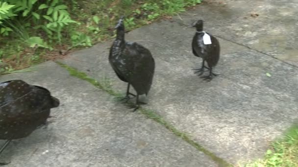 Oiseaux métalliques exposés le long du trottoir devant un magasin — Video