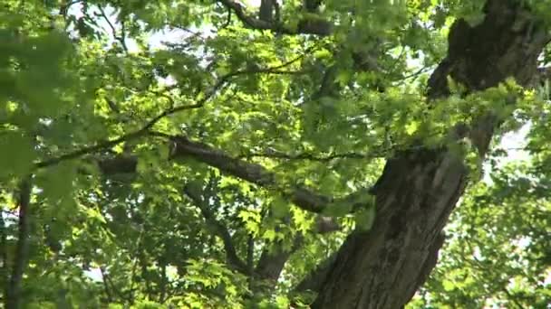 Close up of green Leaves (1 de 4 )