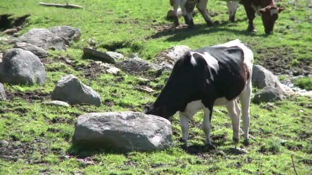 Vacas pastando em pastagens rochosas (3 de 4 ) — Vídeo de Stock