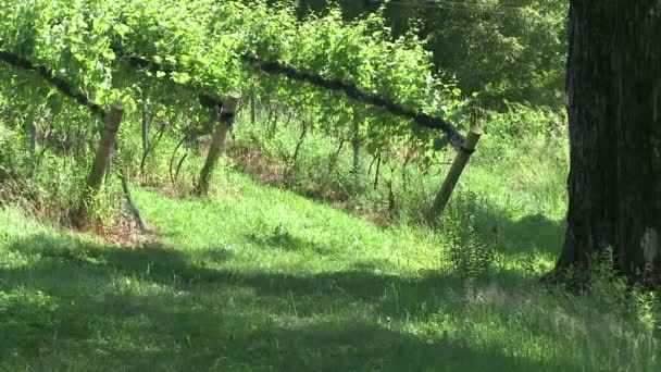 Cépages au vignoble local. (1 de 2 ) — Video