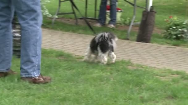 Hund an der Leine auf einem Stadtfest (2 von 2)) — Stockvideo