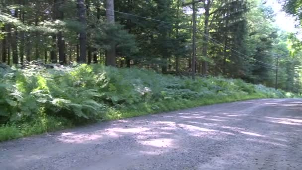 Estrada de terra passando pelo parque — Vídeo de Stock