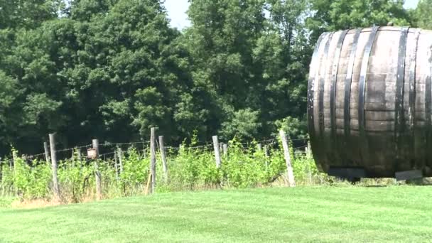 Wine keg on small vineyard. — Stock Video