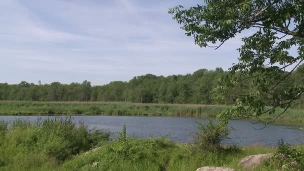 Rivière isolée (1 de 4 ) — Video